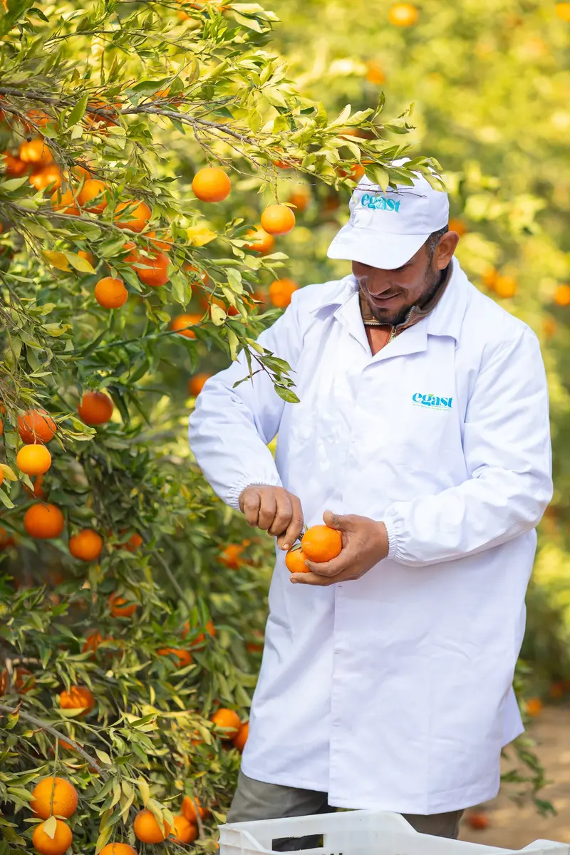 Oranges