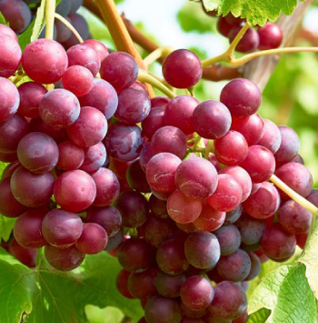 Grapes